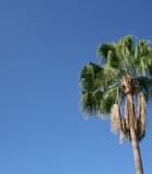 palmtree-playa-del-ingles-1083426-m