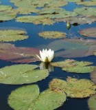 water-lily-1264094-m